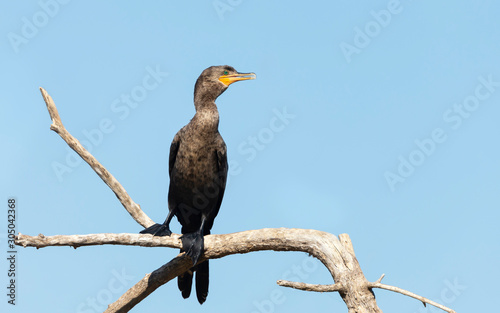 Close up of a Neotropic cormorant perched on a tree