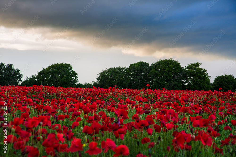 Sea of Poppies Sea of Poppies