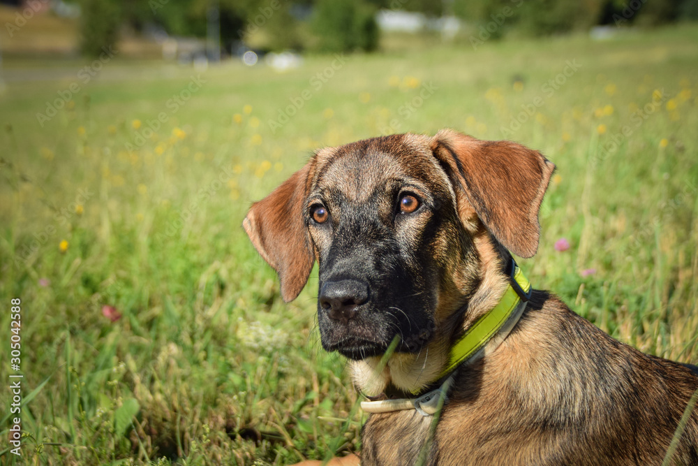 serious portrait of german shepherd puppy. He is so cute boy! serious portrait of german shepherd puppy. He is so cute boy!