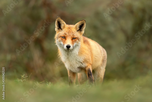 Close up of a red fox standing in grass © giedriius
