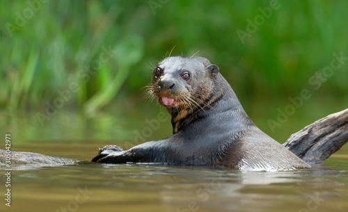 Close up of a giant otter eating fish