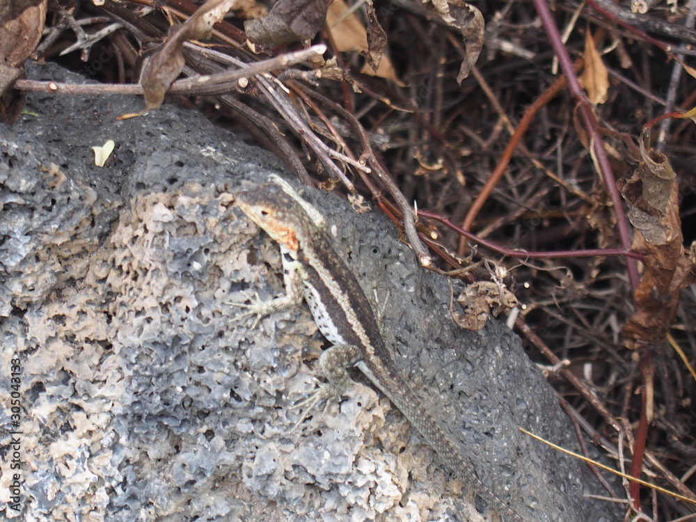 A small lizard sticking to the rocks, Isabela Island (Isla Isabela) is one of the Galápagos Islands, Ecuador A small lizard sticking to the rocks, Isabela Island (Isla Isabela) is one of the Galápagos Islands, Ecuador