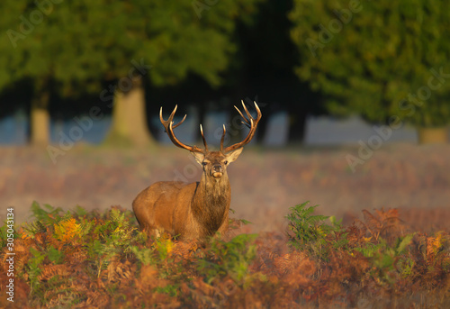 Red deer stag at sunrise