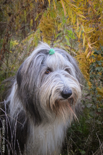Portrait of bearded collie under the yellow flower.  So patient model.