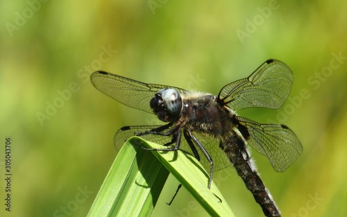 Dragonfly on leaf © Georgia