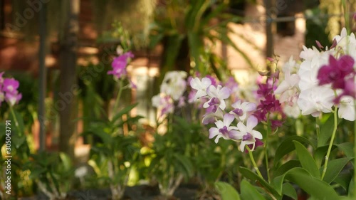 Beautiful lilac purple and magenta orchids growing on blurred background of green park. Close up macro tropical petals in spring garden among sunny rays. Exotic delicate floral blossom, copy space