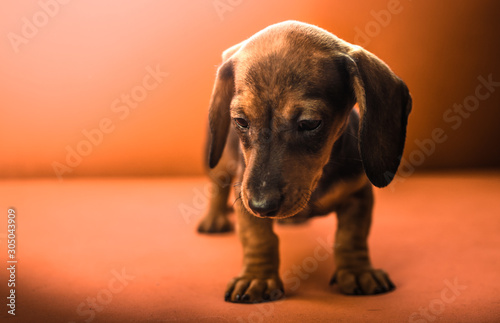 Dachshund puppy on a simple plain orange background on the couch