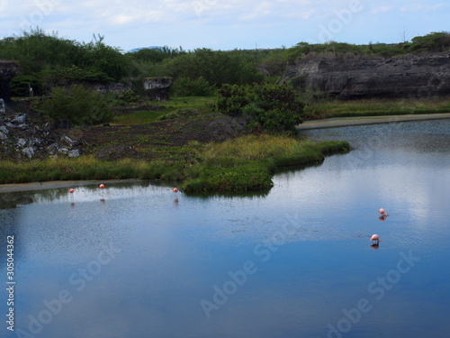 Pink flamingos relaxing by the water, Isabela Island (Isla Isabela) is one of the Galápagos Islands, Ecuador