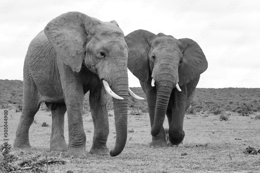 2 Elefanten im Addo 42