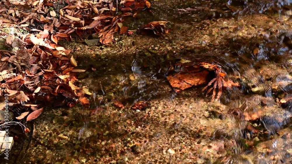 4K Fallen autumn leaves on a little stream flowing 4K Fallen autumn leaves on a little stream flowing