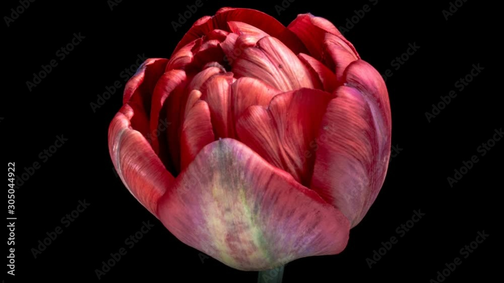 Timelapse of red tulip flower blooming on black background,