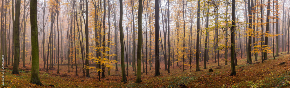 Panoramic autumn misty forest