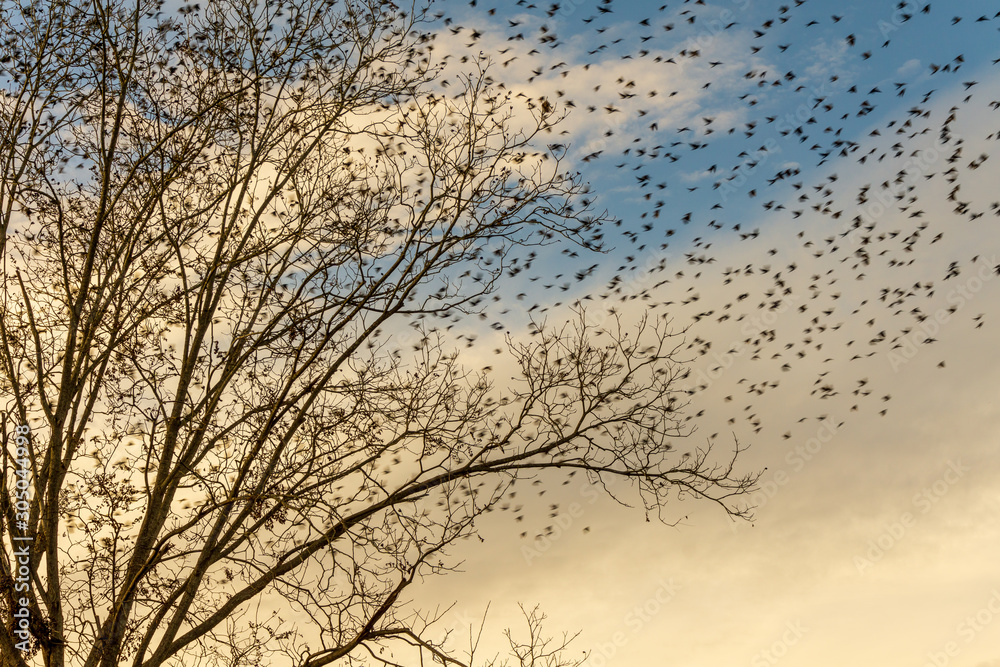 Blackbirds roost on a pecan tree in autumn then take wing.
