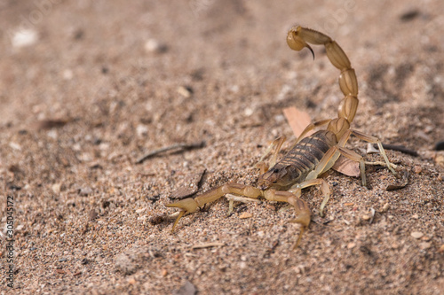 white scorpion in the desert