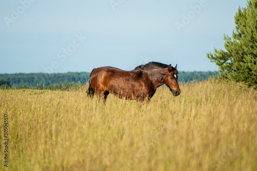 Brown horse in wild meadow © loreta 