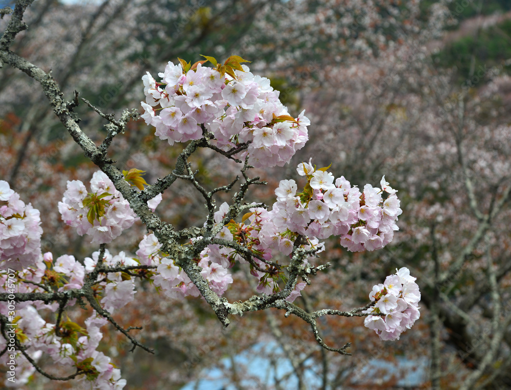 Cherry blossom (hanami) in Yoshino, Japan