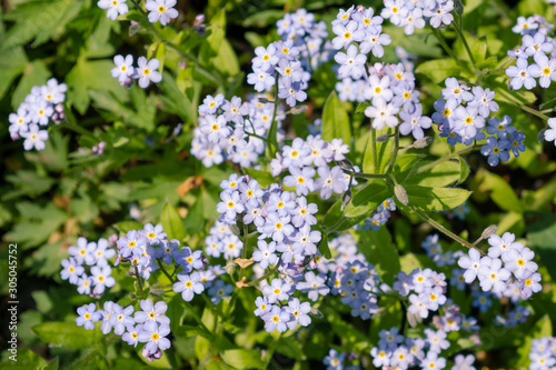 Beautiful small light blue and white meadow flowers. Fresh spring tiny blossoms. Forget me not blooming on green grassy background. Myosotis, alpestris, scoprion grass, scorpioides. © Oksana