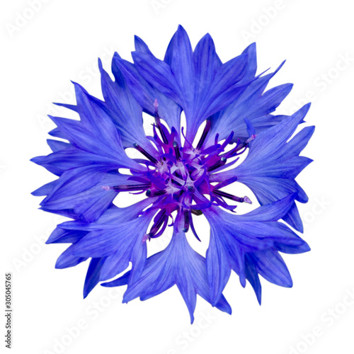 Single Blue Cornflower - Blue Centaurea cyanus Isolated on White Background