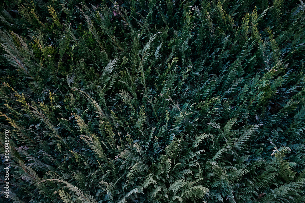 cypress foliage, dark green natural background of twigs cypress foliage, dark green natural background of twigs