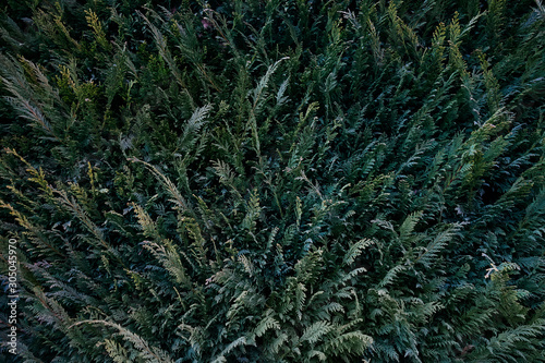 cypress foliage, dark green natural background of twigs