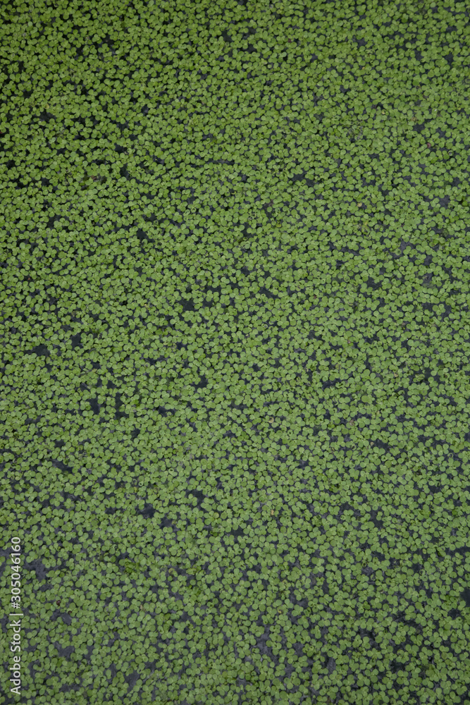 High resolution green plant background, lot of small leaves in the water, beautiful nature background High resolution green plant background, lot of small leaves in the water, beautiful nature background