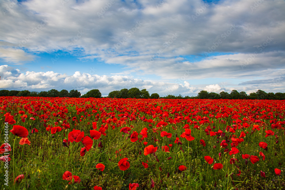 Sea of Poppies