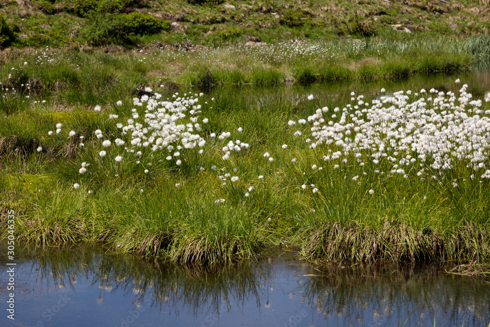 Wollgras (Eriophorum), Moor am Hartkaiser, Alpen, Tirol, Österreich, Europa Wollgras (Eriophorum), Moor am Hartkaiser, Alpen, Tirol, Österreich, Europa