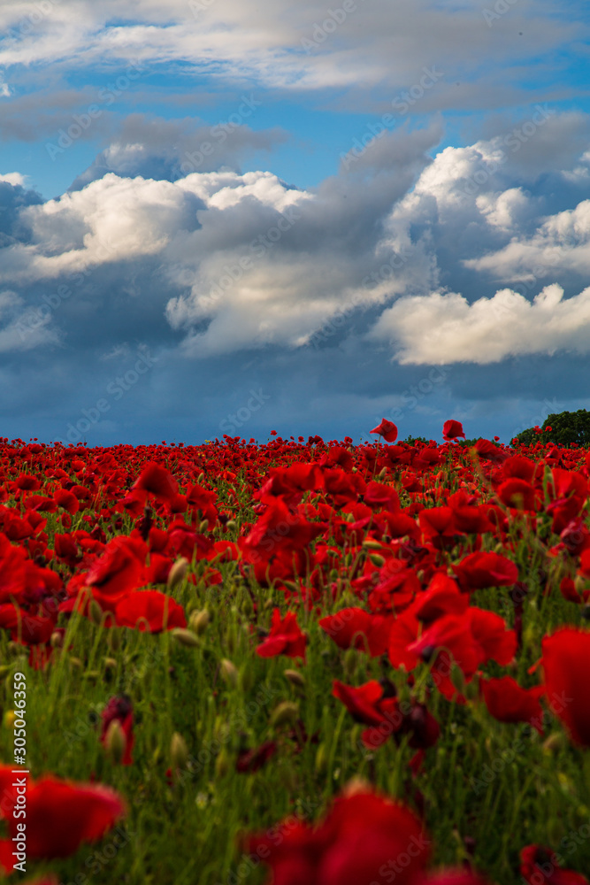 Fototapeta premium Sea of Poppies