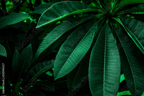 abstract green leaf texture, nature background, tropical leaf