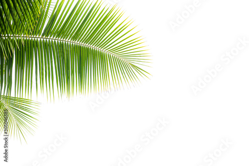 tropical and coconut leaf isolated on white background  summer background