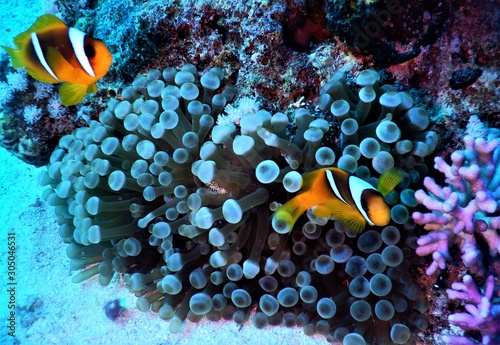 morze czerwone ryba koral nurkowanie morskazieleń