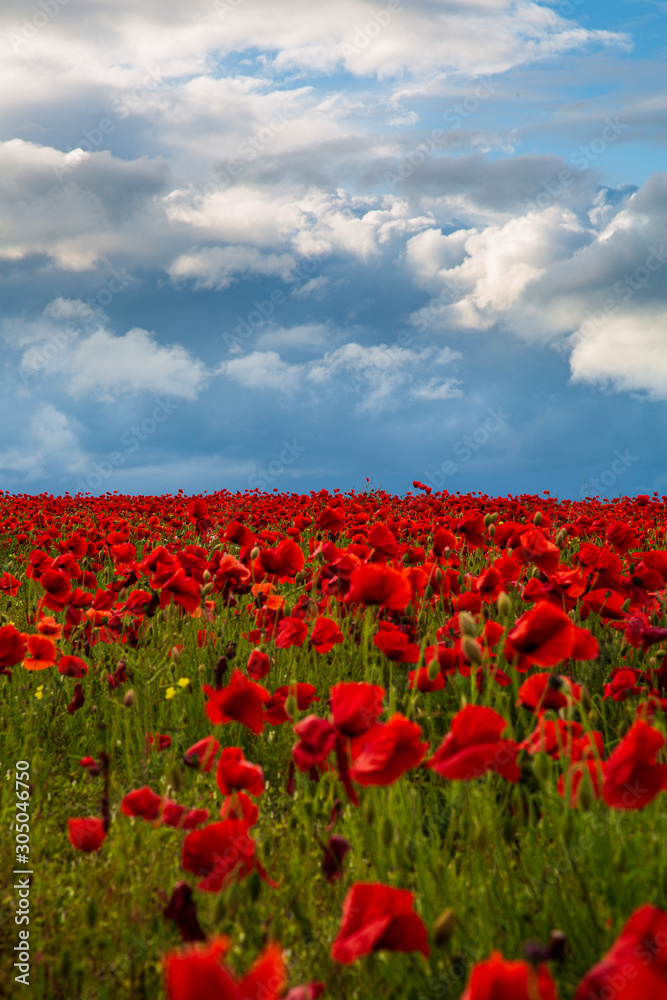 Sea of Poppies Sea of Poppies