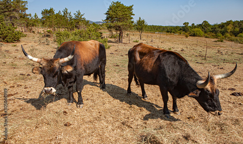 Fényképezés rare auroch living in france
