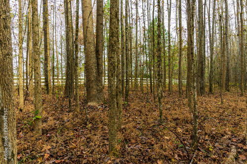 A bicycle path can be seen through a screen of trees on an autumn day.