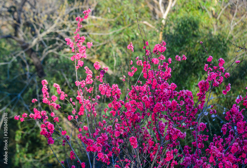 Wallpaper Mural Cherry blossom (hanami) in Shiroishi, Japan Torontodigital.ca