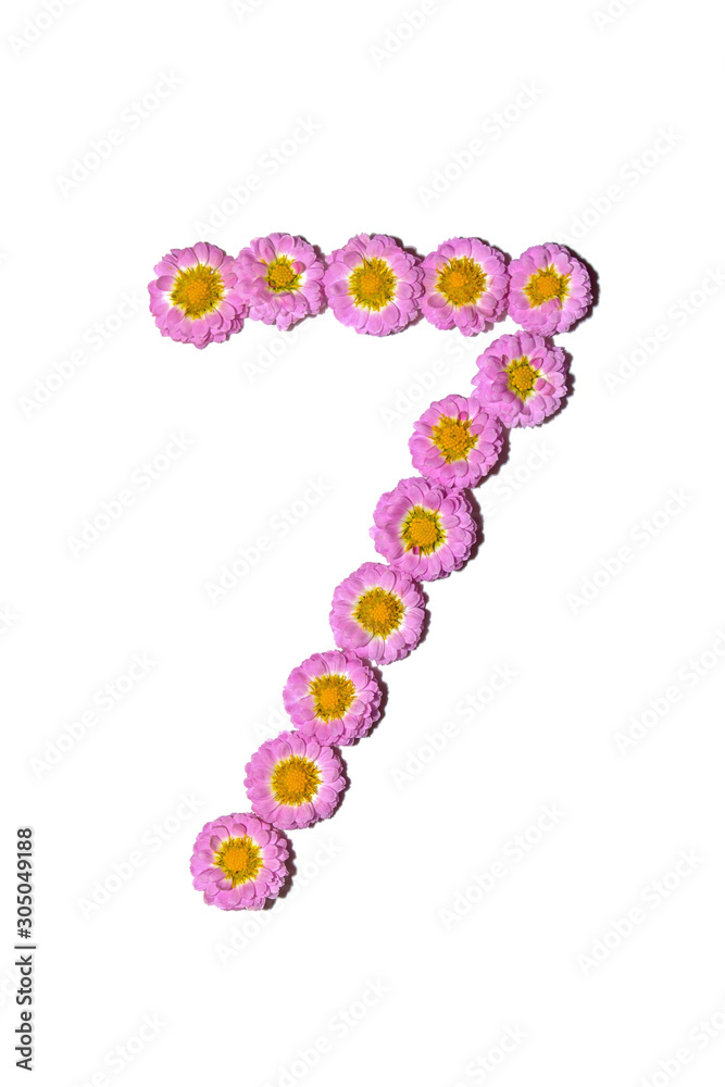 Chrysanthemum Alphabet