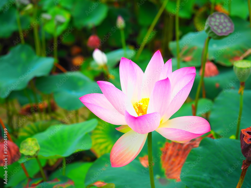 Fototapeta premium ハスの花