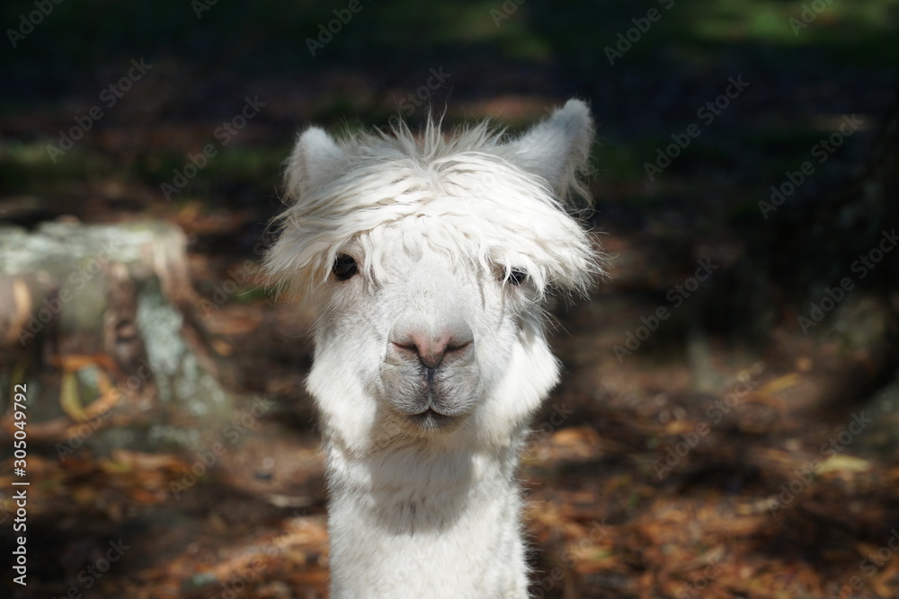 Obraz premium headshot of a funny looking alpaca