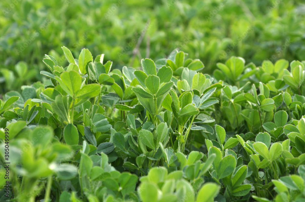 In the spring field young alfalfa grows