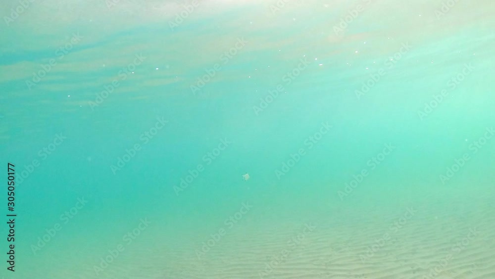 Fish swims in blue water. Underwater shoal of small fish between water surface and sandy seabed, Ionian sea. Sunlight, Sun beaming through the surface of green water Fish swims in blue water. Underwater shoal of small fish between water surface and sandy seabed, Ionian sea. Sunlight, Sun beaming through the surface of green water