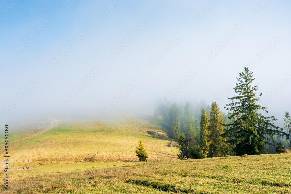 fir trees on the grassy hillside on foggy morning. wonderful autumn scenery. mysterious nature background
