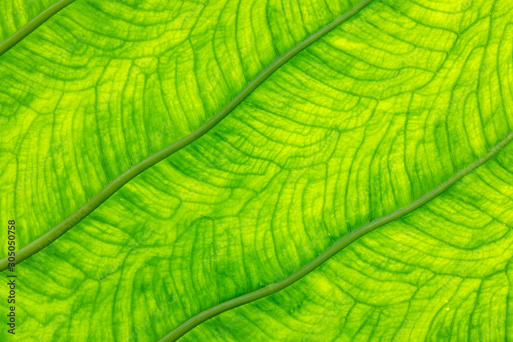 detail of green palm leaf with shadow and vein detail of green palm leaf with shadow and vein