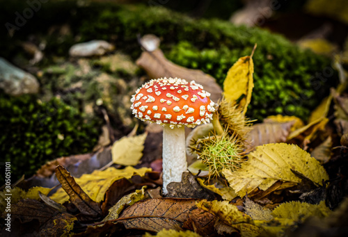 fly agaric mushroom in the forest close up
