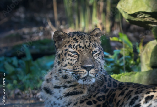portrait of an Amur Panther