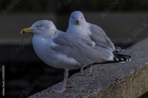 seagulls on a ledge