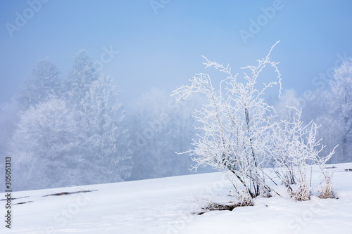 tees in hoarfrost on a snow covered meadow. fantastic winter scenery on a misty morning weather with blue sky. minimalism concept in fairy tale landscape