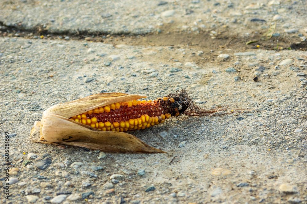 mouldy corn cob lying on a farm road. Concept of food waste, wasting resources or agricultural pests mouldy corn cob lying on a farm road. Concept of food waste, wasting resources or agricultural pests