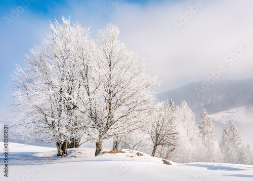 tees in hoarfrost on a snow covered meadow. fantastic winter background on a misty morning weather with blue sky. minimalism concept in fairy tale landscape