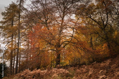 Colourful image of autumnal trees through Glen Lyon in Perth and Kinross  Scotland