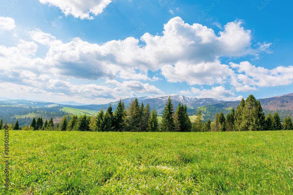 spruce forest on the grassy meadow in mountains. great transcarpathian springtime nature landscape on a sunny day. borzhava ridge with snow capped top in the distance. blue sky with fleecy clouds.